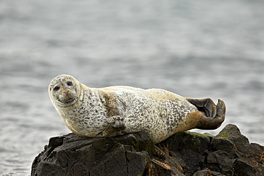 Harbor seal (common seal) (Phoca vitulina), Iceland, Polar Regions 