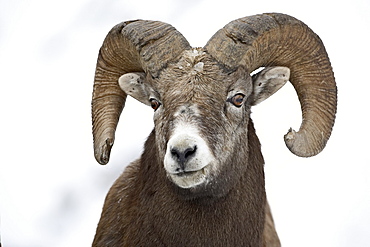 Bighorn sheep (Ovis canadensis) ram in the snow, Yellowstone National Park, Wyoming, United States of America, North America