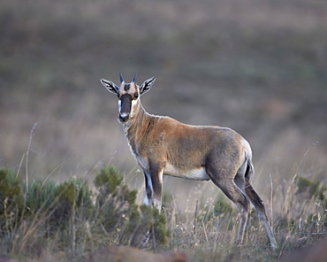 Juvenile blesbok (Damaliscus pygargus phillipsi), Mountain Zebra National Park, South Africa, Africa 