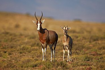 Blesbok (Damaliscus pygargus phillipsi) ewe and lamb, Mountain Zebra National Park, South Africa, Africa 