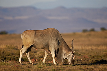 Common eland (Taurotragus oryx) buck feeding, Mountain Zebra National Park, South Africa, Africa 