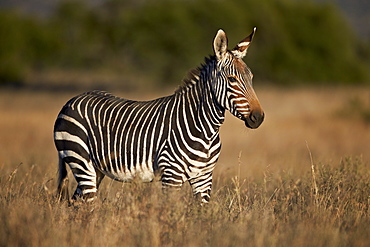 Cape mountain zebra (Equus zebra zebra), Mountain Zebra National Park, South Africa, Africa 