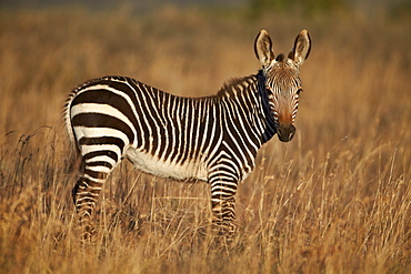 Young Cape mountain zebra (Equus zebra zebra), Mountain Zebra National Park, South Africa, Africa 