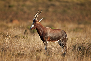 Blesbok (Damaliscus pygargus phillipsi), Mountain Zebra National Park, South Africa, Africa 