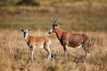 Blesbok (Damaliscus pygargus phillipsi) ewe and lamb, Mountain Zebra National Park, South Africa, Africa 