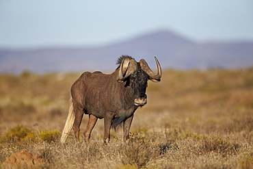 Black wildebeest (white-tailed gnu) (Connochaetes gnou), Mountain Zebra National Park, South Africa, Africa 