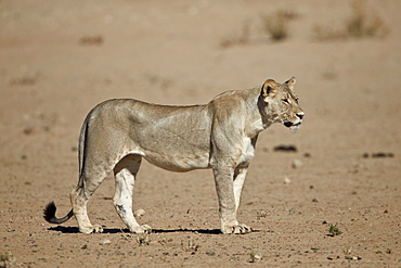 Lion (Panthera leo), Kgalagadi Transfrontier Park, encompassing the former Kalahari Gemsbok National Park, South Africa, Africa 