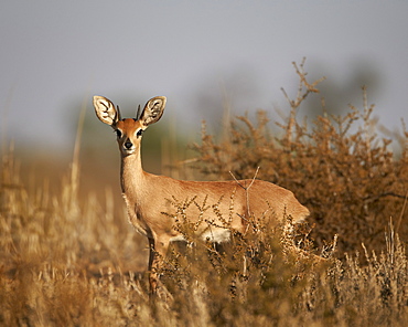 Steenbok (Raphicerus campestris) buck, Kgalagadi Transfrontier Park, encompassing the former Kalahari Gemsbok National Park, South Africa, Africa 