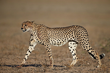 Cheetah (Acinonyx jubatus), Kgalagadi Transfrontier Park, encompassing the former Kalahari Gemsbok National Park, South Africa, Africa 