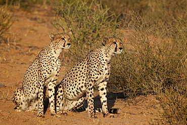 Two cheetah (Acinonyx jubatus), Kgalagadi Transfrontier Park, encompassing the former Kalahari Gemsbok National Park, South Africa, Africa 