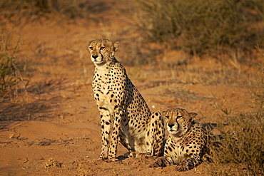 Two cheetah (Acinonyx jubatus), Kgalagadi Transfrontier Park, encompassing the former Kalahari Gemsbok National Park, South Africa, Africa 