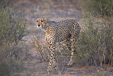 Cheetah (Acinonyx jubatus), Kgalagadi Transfrontier Park, encompassing the former Kalahari Gemsbok National Park, South Africa, Africa 