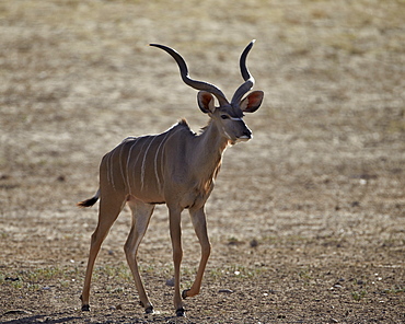 Greater kudu (Tragelaphus strepsiceros) buck, Kgalagadi Transfrontier Park, encompassing the former Kalahari Gemsbok National Park, South Africa, Africa 