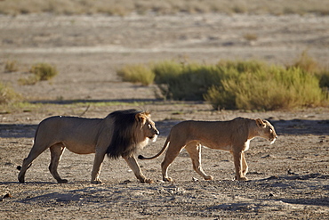 Lion (Panthera leo) pair, Kgalagadi Transfrontier Park, encompassing the former Kalahari Gemsbok National Park, South Africa, Africa 