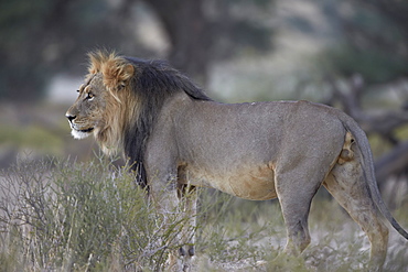 Lion (Panthera leo), Kgalagadi Transfrontier Park, encompassing the former Kalahari Gemsbok National Park, South Africa, Africa 