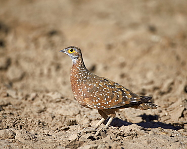 Male Burchell's sandgrouse (Pterocles burchelli), Kgalagadi Transfrontier Park, encompassing the former Kalahari Gemsbok National Park, South Africa, Africa 