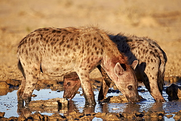 Two spotted hyena (spotted hyaena) (Crocuta crocuta) drinking, Kgalagadi Transfrontier Park, encompassing the former Kalahari Gemsbok National Park, South Africa, Africa 