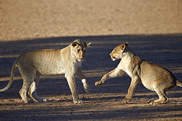 Two young lion (Panthera leo) playing, Kgalagadi Transfrontier Park, encompassing the former Kalahari Gemsbok National Park, South Africa, Africa 