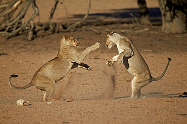 Two young lion (Panthera leo) playing, Kgalagadi Transfrontier Park, encompassing the former Kalahari Gemsbok National Park, South Africa, Africa 