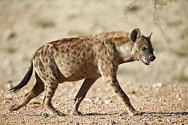 Spotted hyena) (spotted hyaena) (Crocuta crocuta), Kgalagadi Transfrontier Park, encompassing the former Kalahari Gemsbok National Park, South Africa, Africa 