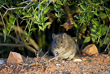 Angoni Vlei rat (Otomys angoniensis), Addo Elephant National Park, South Africa, Africa