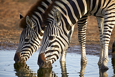 Two common zebra (plains zebra) (Burchell's zebra) (Equus burchelli) drinking, Addo Elephant National Park, South Africa, Africa