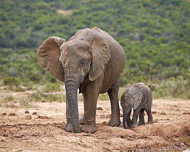 African elephant (Loxodonta africana) mother and baby, Addo Elephant National Park, South Africa, Africa