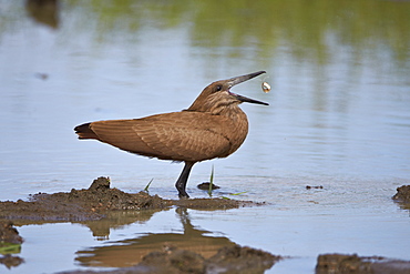 Hamerkop (Scopus umbretta) flipping a fish, Imfolozi Game Reserve, South Africa, Africa