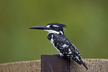 Pied kingfisher (Ceryle rudis), Kruger National Park, South Africa, Africa