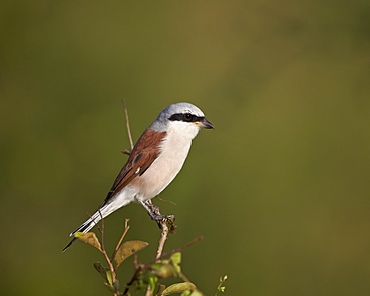 Red-backed shrike (Lanius collurio), Kruger National Park, South Africa, Africa