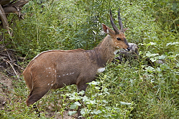 Bushbuck (imbabala) (Tragelaphus sylvaticus) buck, Kruger National Park, South Africa, Africa