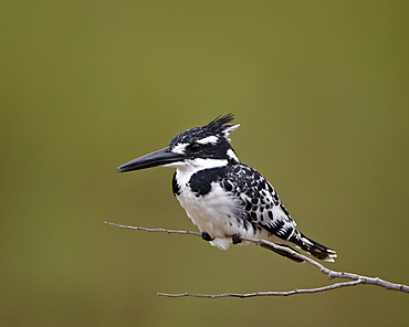 Pied kingfisher (Ceryle rudis), Kruger National Park, South Africa, Africa