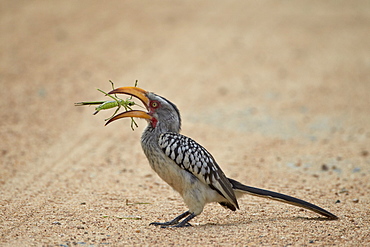 Southern yellow-billed hornbill (Tockus leucomelas) with a winged predatory katydid (Clonia wahlbergi), Kruger National Park, South Africa, Africa