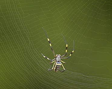 Female Banded-Legged Golden Orb Spider (Nephila senegalensis), Kruger National Park, South Africa, Africa 