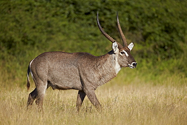 Common Waterbuck (Ellipsen Waterbuck) (Kobus ellipsiprymnus ellipsiprymnus) buck, Kruger National Park, South Africa 