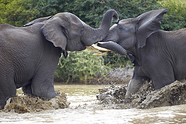 Two teenaged male African Elephant (Loxodonta africana) playing, Kruger National Park, South Africa, Africa 