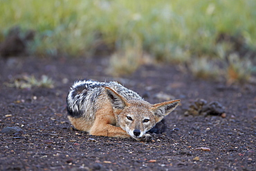 Black-Backed Jackal (Silver-Backed Jackal) (Canis mesomelas), Kruger National Park, South Africa, Africa 