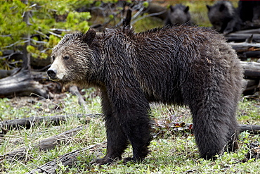 Grizzly Bear (Ursus arctos horribilis), Yellowstone National Park, Wyoming, United States of America, North America 