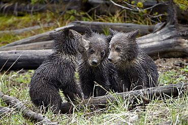 Three Grizzly Bear (Ursus arctos horribilis) cubs of the year, Yellowstone National Park, Wyoming, United States of America, North America 