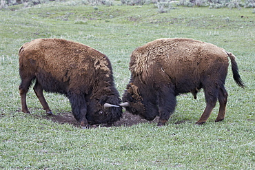 Two Bison (Bison bison) bulls sparring, Yellowstone National Park, Wyoming, United States of America, North America 