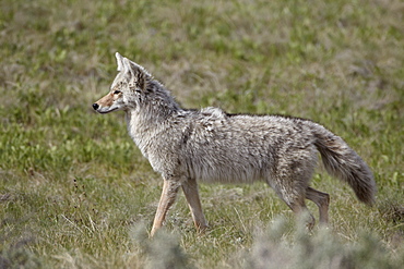 Coyote (Canis latrans), Yellowstone National Park, Wyoming, United States of America, North America 