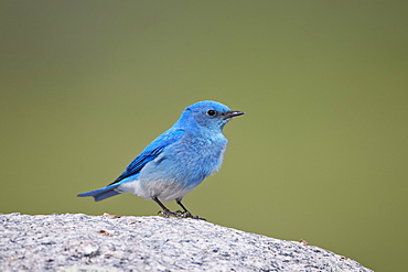 Mountain Bluebird (Sialia currucoides) male, Yellowstone National Park, Wyoming, United States of America, North America 