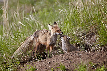 Red Fox (Vulpes vulpes) (Vulpes fulva) vixen and kit, Yellowstone National Park, Wyoming, United States of America, North America 
