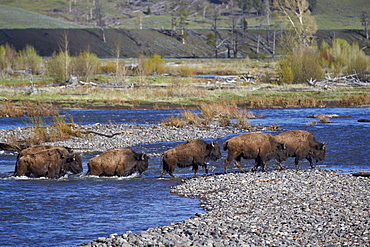 Line of Bison (Bison bison) crossing the Lamar River, Yellowstone National Park, UNESCO World Heritage Site, Wyoming, United States of America, North America 