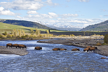 Line of Bison (Bison bison) crossing the Lamar River, Yellowstone National Park, UNESCO World Heritage Site, Wyoming, United States of America, North America 