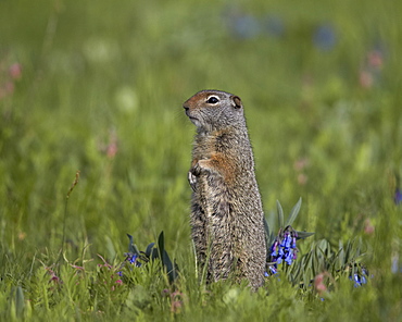 Uinta Ground Squirrel (Urocitellus armatus) among Mountain Bluebell (Mertensia ciliata), Yellowstone National Park, Wyoming, United States of America, North America 