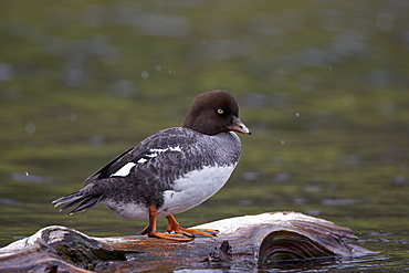 Female Barrow's Goldeneye (Bucephala islandica), Yellowstone National Park, Wyoming, United States of America, North America 