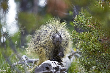 Porcupine (Erethizon dorsatum), Medicine Bow National Forest, Wyoming, United States of America, North America 