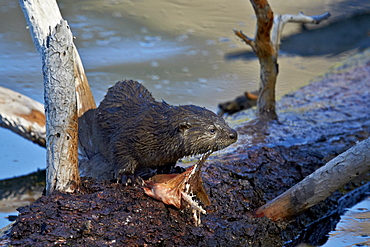 River Otter (Lutra canadensis) pup, Yellowstone National Park, Wyoming, United States of America, North America 