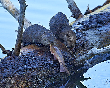 River Otter (Lutra canadensis) pups, Yellowstone National Park, Wyoming, United States of America, North America 